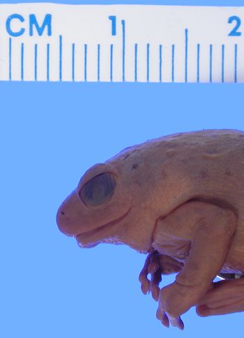 Media type: image; Herpetology A-26320